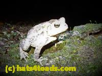 /home//u458753944/public_html/sourcegallery//McKaig Nature Center/2020-06-05/P6050524.JPG